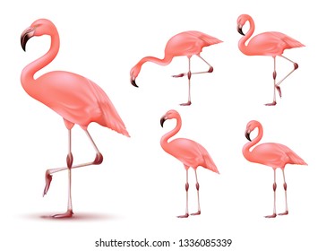 Flamingo 3D Realistic Vector Mesh Set Tropical Animal with Different Poses in Isolated White Background. Vector Illustration
