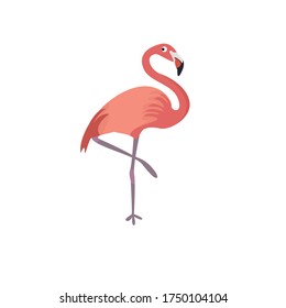 Flamingo Animal Cartoon Vector Illustration
