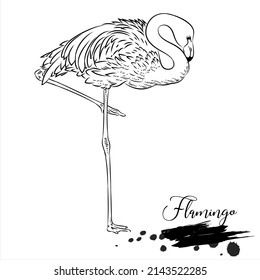 Flamingo, animal realistic sketch, vector illustration