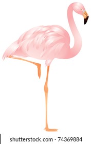 Flamingo is the big bird with the thin long feet, flexible neck, the plumage coloring varies from white to red and the massive beak curved downwards