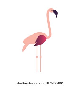 flamingo bird abstract icon design, Animal feather predator wildlife fight beak natural and latin america theme Vector illustration