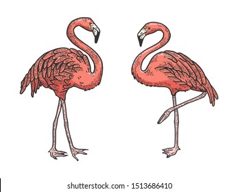 Flamingo bird color sketch engraving vector illustration. Tee shirt apparel print design. Scratch board style imitation. Black and white hand drawn image.