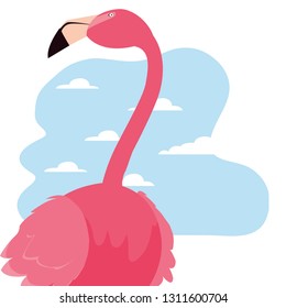 flamingo bird exotic
