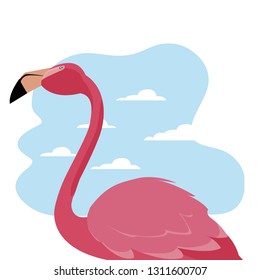 flamingo bird exotic