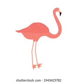 flamingo bird hand drawn isolated