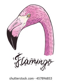 flamingo bird head pink phrase word object