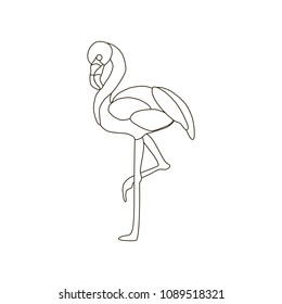 Flamingo bird illustration