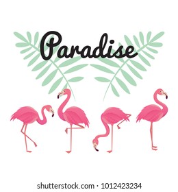 Flamingo bird illustration design on background