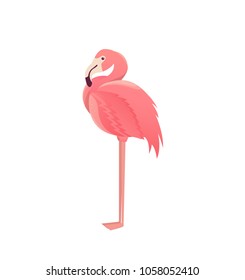 Flamingo bird illustration design on white  background