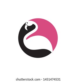 Flamingo bird illustration design on background