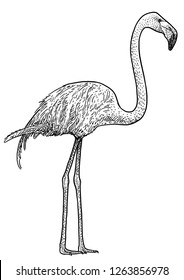 Flamingo bird illustration, drawing, engraving, ink, line art, vector