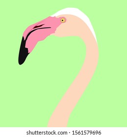 Flamingo-Vogel, Vektorgrafik auf weißem Hintergrund.