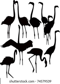 Flamingo of a bird it is isolated