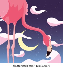 flamingo bird in the night