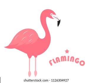 Flamingo bird on white background. Vector illustrsation