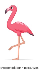 Flamingo bird on a white background. Cartoon style vector illustration