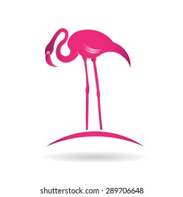 Flamingo bird over pond
