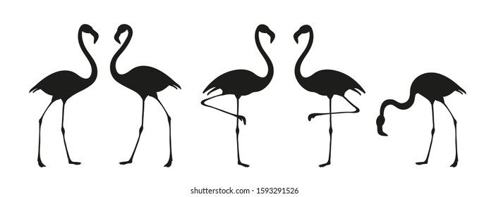 Flamingo bird silhouette. Tropical bird drawing. Isolated on white. Vector illustration.