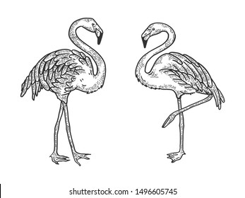 Flamingo bird sketch engraving vector illustration. Tee shirt apparel print design. Scratch board style imitation. Black and white hand drawn image.