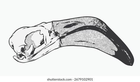 Flamingo Bird Skull Digital Dibujado a mano Línea de arte Croquis Ilustración vectorial blanco y negro