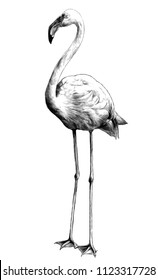 Flamingo bird stands full-length, sketch vector graphics monochrome illustration on white background