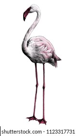 Flamingo bird stands full-length, sketch vector graphic color illustration on white background