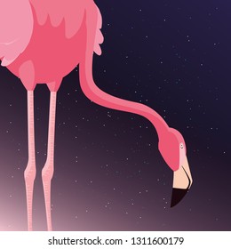 flamingo bird starry night