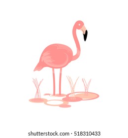 Flamingo Bird Vector