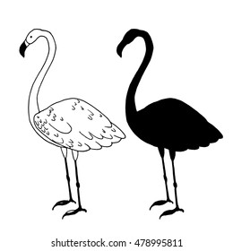 Flamingo bird vector illustration. Beautiful animal silhouette hand drawn sketch