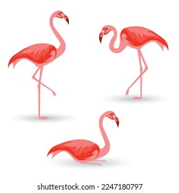 flamingo bird vector illustration design