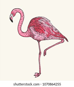 Flamingo birds by hand drawing.Vector birds art highly detailed in line art style.Flamingo tattoo black and white style.