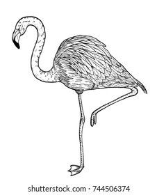 Flamingo birds by hand drawing.Vector birds art highly detailed in line art style.Flamingo tattoo black and white style.