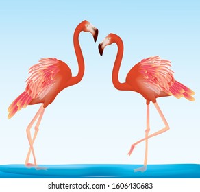 Flamingo birds facing each other in the water in vector illustration