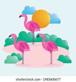 flamingo birds tropical sunny day