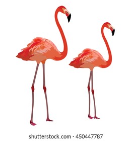 Flamingo birds Vector isolated on white