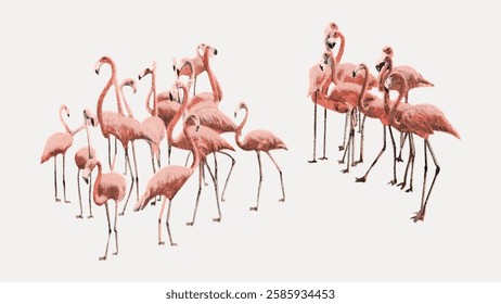 Flamingo birds vintage illustration isolated on white, vector. 