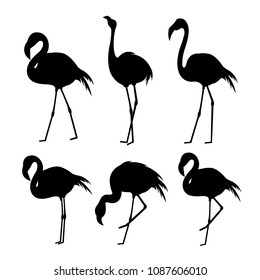 Flamingo Black Animal Bird Cartoon Character Vector Illustration
