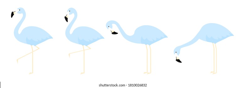 azul flamenco en diferentes poses dibujos animados conjunto ilustración vectorial aislada en blanco. Colección Flamingo.