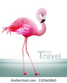 Flamingo card Vector. Beautiful pink bird on blue background