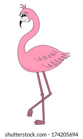 Flamingo cartoon design - vector, beautiful pink color bird flamingos standing on one leg, isolated on white background, eps10, vector art image illustration