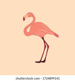 Flamingo cartoon vector illustration isolated 