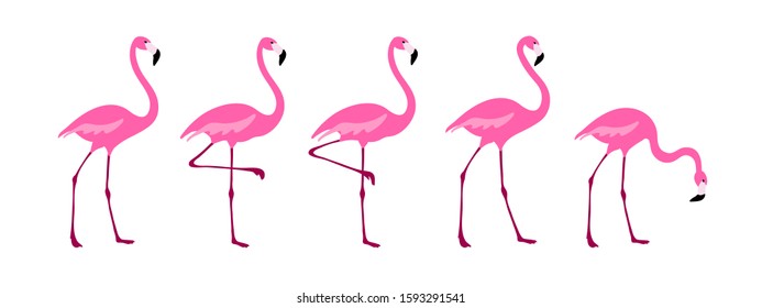 Flamingo clipart set. Tropical bird drawing. Isolated on white.  Colorful cute cartoon design. Vector illustration.