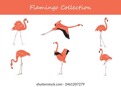 Flamingo collection. Flamingo in different poses. Vector illustration.