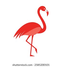 Flamingo color vector illustration on white background