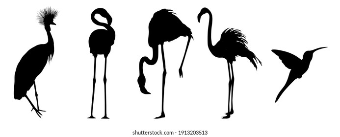 Flamingo, crane and colobri exotic bird simple. Black and white Logo. Set of elements. Tropical birds. Silhouette line drawing, illustration