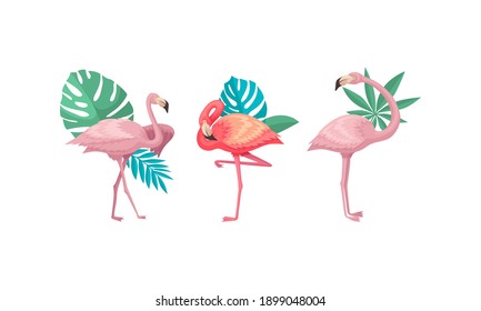 Flamingo in Different Poses with Tropical Leaves Behind Vector Set