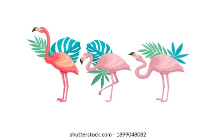 Flamingo in Different Poses with Tropical Leaves Behind Vector Set