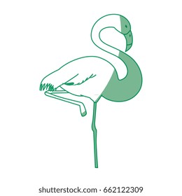 flamingo exotic bird