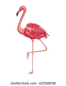 flamingo exotic tropical bird