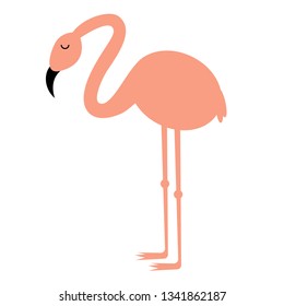 flamingo flat illustration Wild life plants and animals series